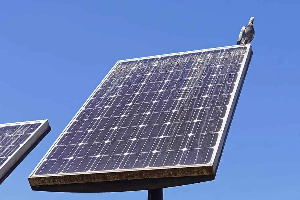 solar panel cleaning is needed to reduce energy losses from bird droppings and other soiling